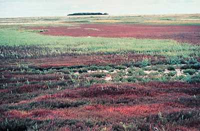 Halophytes (Salicornia ruba)